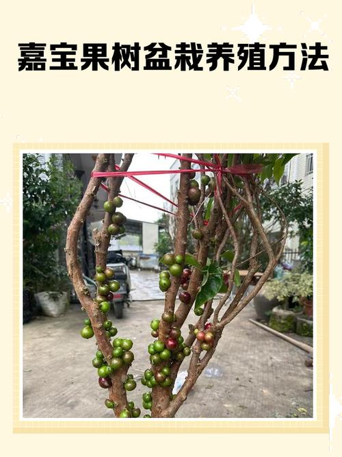新农业水果盆栽种植方法-第3张图片-宁夏农业信息网