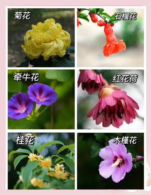 秋天有哪些花？品种名字与图片看这里！-第1张图片-宁夏农业信息网