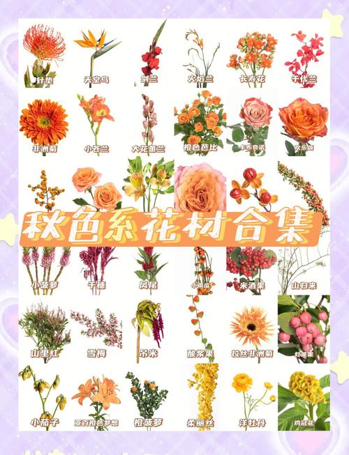 秋天有哪些花？品种名字与图片看这里！-第3张图片-宁夏农业信息网