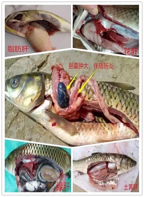 水产导论课3000字，核心内容是什么？-第2张图片-宁夏农业信息网