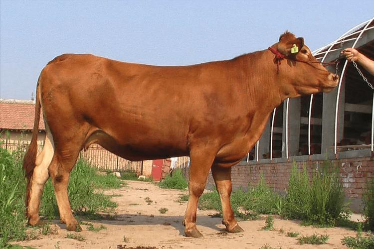 常见大型肉牛品种有哪些?-第2张图片-宁夏农业信息网 常见大型肉牛品种有哪些?-第2张图片-宁夏农业信息网