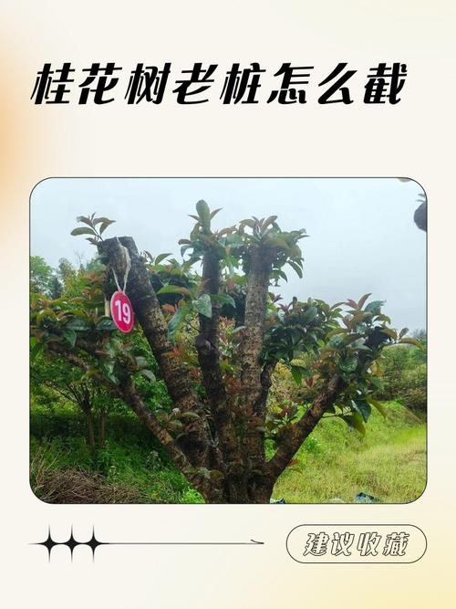 桂花树修剪视频最新方法是?-第1张图片-宁夏农业信息网 桂花树修剪视频最新方法是?-第1张图片-宁夏农业信息网