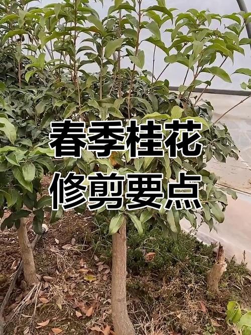 桂花树修剪视频最新方法是？-第2张图片-宁夏农业信息网