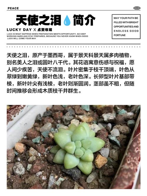 天使的泪花怎么养才好？-第1张图片-宁夏农业信息网