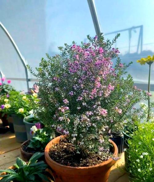 天使的泪花怎么养才好？-第2张图片-宁夏农业信息网