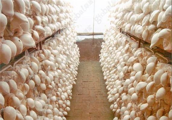 玉米芯栽培白灵菇，关键步骤有哪些？-第2张图片-宁夏农业信息网