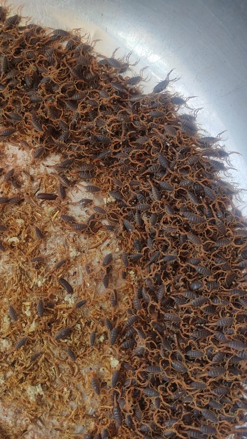 自贡蝎子养殖如何致富？-第2张图片-宁夏农业信息网