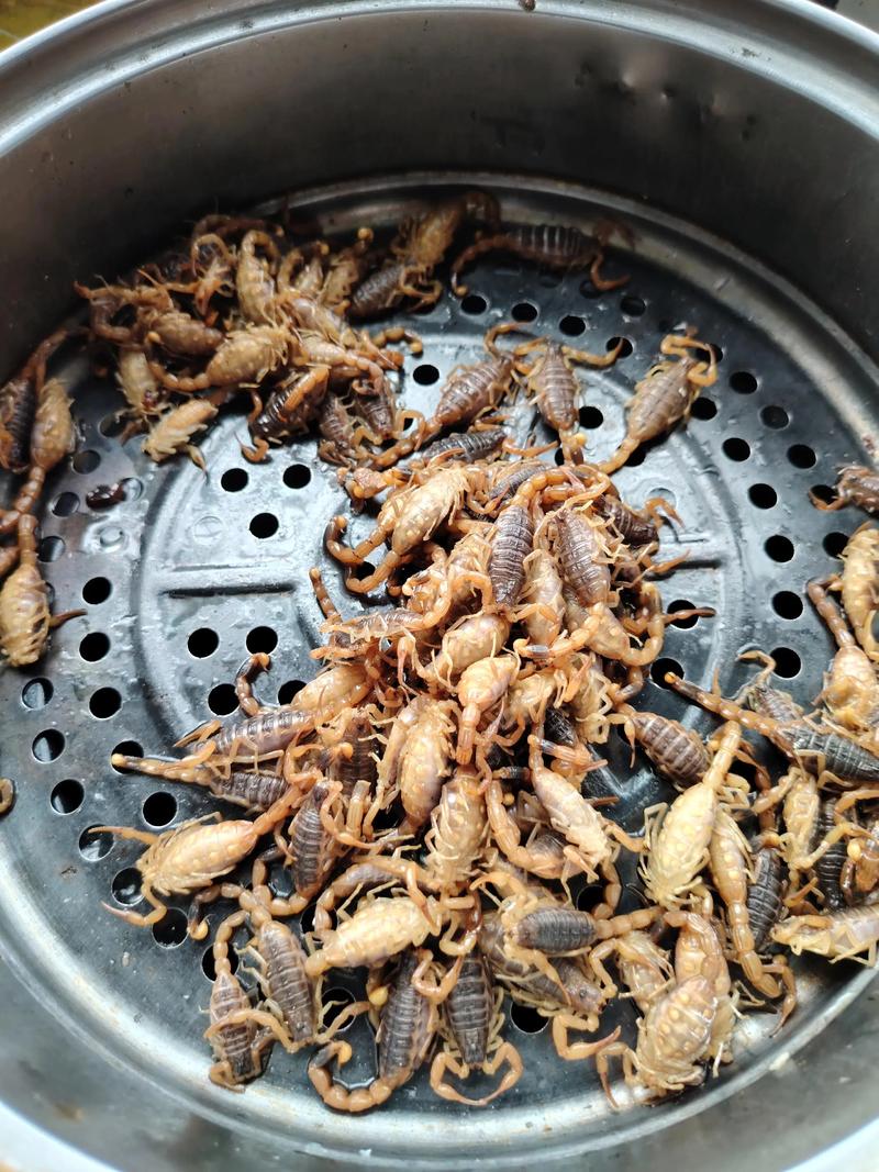 自贡蝎子养殖如何致富？-第1张图片-宁夏农业信息网