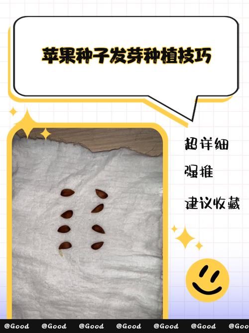 种苹果的种植方法有哪些步骤？-第1张图片-宁夏农业信息网