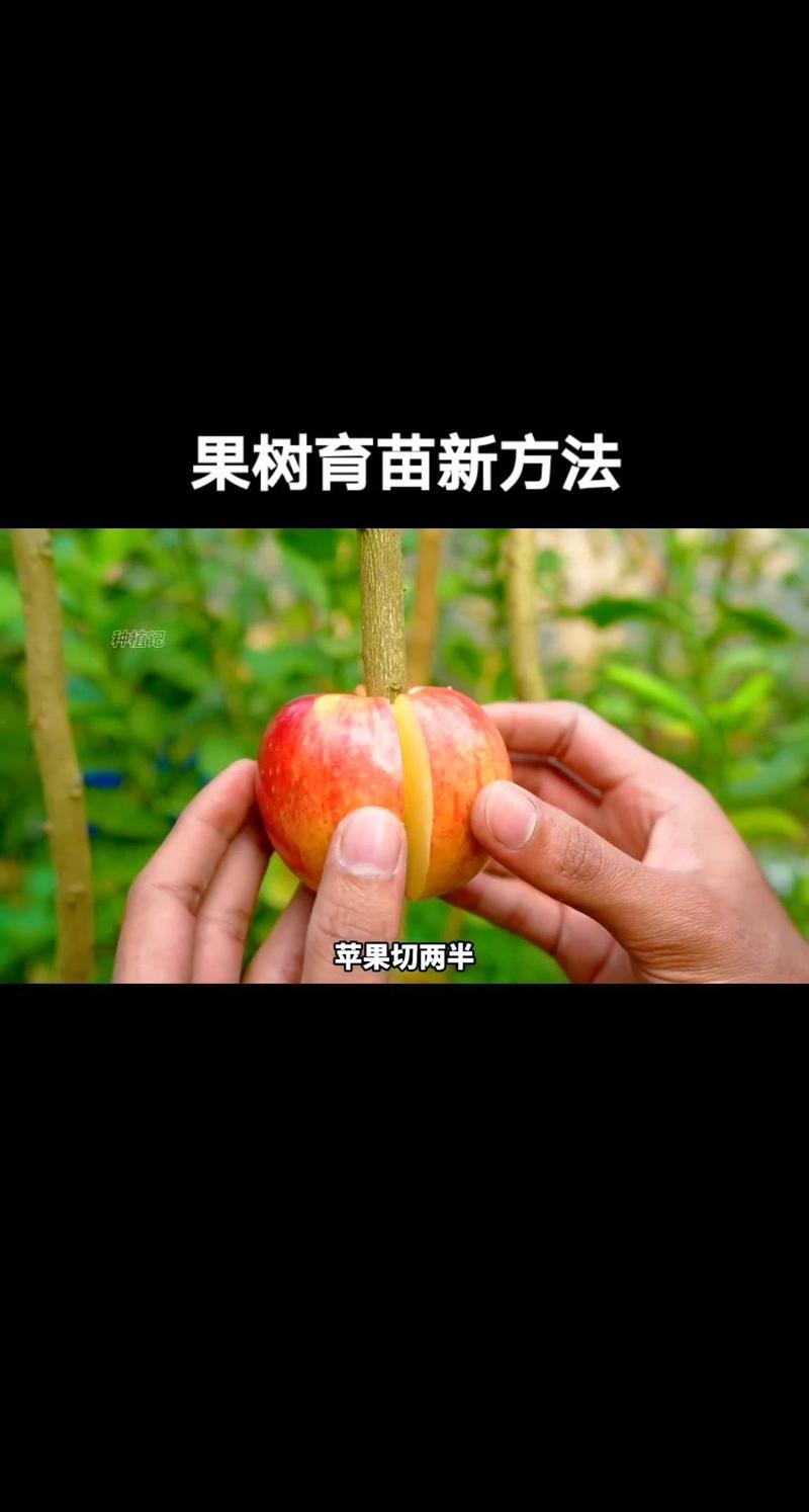 种苹果的种植方法有哪些步骤？-第2张图片-宁夏农业信息网
