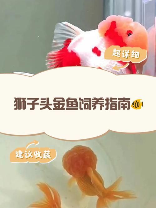 狮子养殖方法和注意事项-第1张图片-宁夏农业信息网