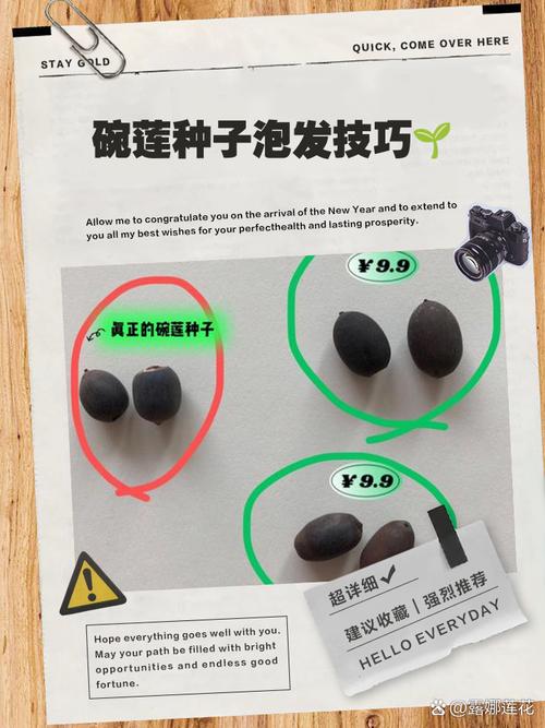 碗莲的种子怎么种植方法-第1张图片-宁夏农业信息网 碗莲的种子怎么种植方法-第1张图片-宁夏农业信息网