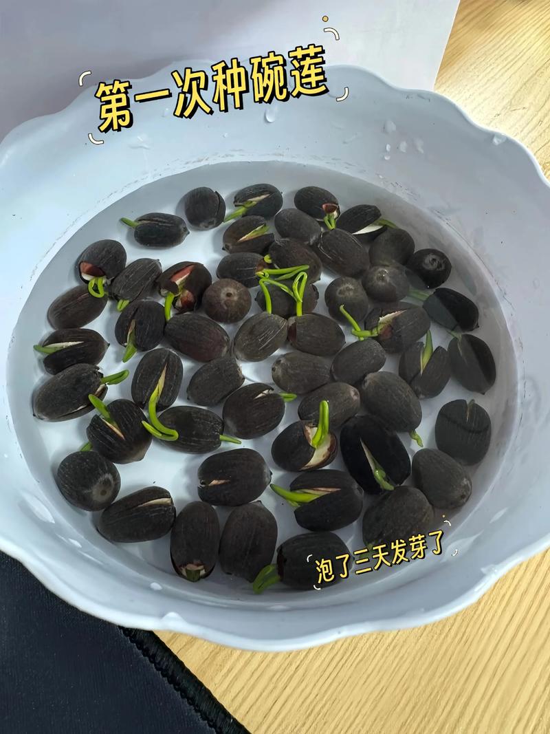 碗莲的种子怎么种植方法-第2张图片-宁夏农业信息网 碗莲的种子怎么种植方法-第2张图片-宁夏农业信息网