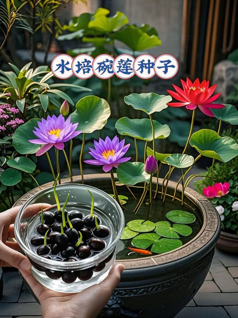 碗莲的种子怎么种植方法-第3张图片-宁夏农业信息网