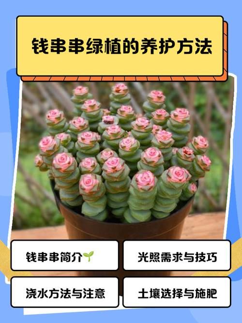 绿铜钱树怎么养?繁殖方法有哪些?-第1张图片-宁夏农业信息网 绿铜钱树怎么养?繁殖方法有哪些?-第1张图片-宁夏农业信息网