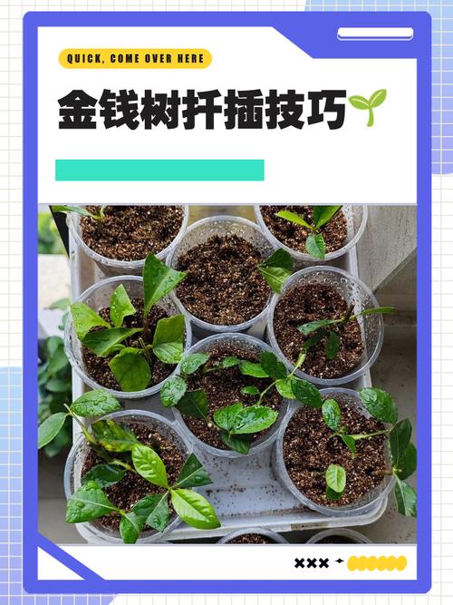 绿铜钱树怎么养?繁殖方法有哪些?-第2张图片-宁夏农业信息网 绿铜钱树怎么养?繁殖方法有哪些?-第2张图片-宁夏农业信息网