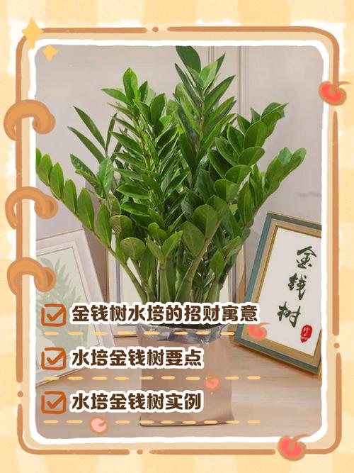 绿铜钱树怎么养?繁殖方法有哪些?-第3张图片-宁夏农业信息网 绿铜钱树怎么养?繁殖方法有哪些?-第3张图片-宁夏农业信息网