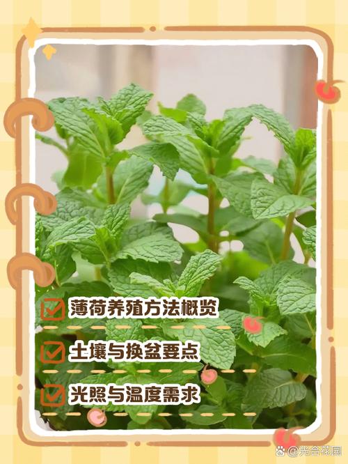 薄荷水养冬天怎么养？-第2张图片-宁夏农业信息网