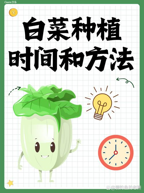 大棚白菜何时种？怎么种才高产？-第1张图片-宁夏农业信息网