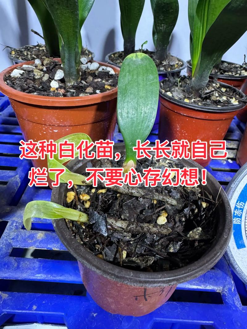 君子兰冬天家庭养殖要注意什么？-第1张图片-宁夏农业信息网