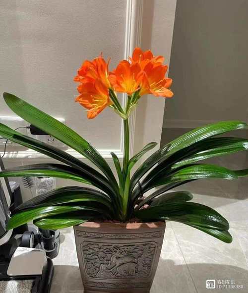 君子兰冬天家庭养殖要注意什么？-第3张图片-宁夏农业信息网