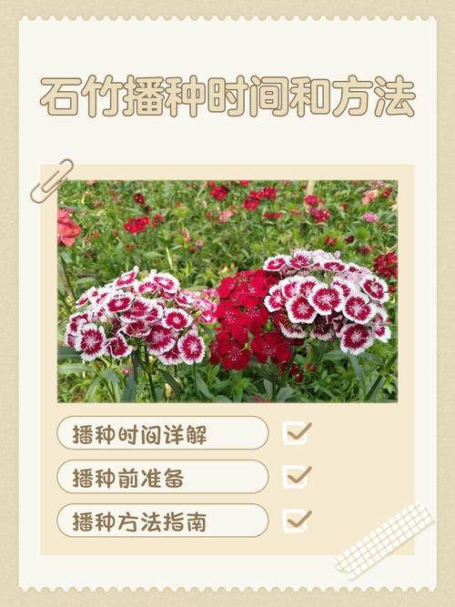 背地石竹扦插步骤方法有哪些？-第1张图片-宁夏农业信息网