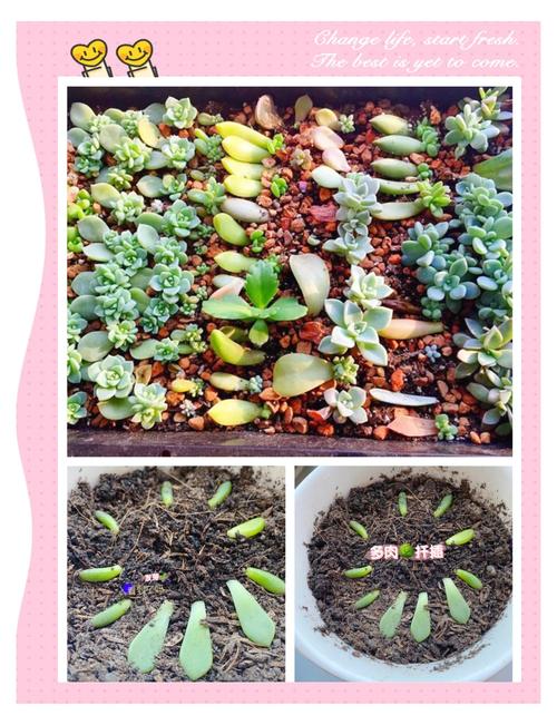 背地石竹扦插步骤方法有哪些？-第2张图片-宁夏农业信息网