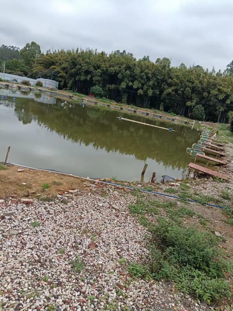 重庆欧施春鱼塘设计方法有哪些关键点？-第1张图片-宁夏农业信息网