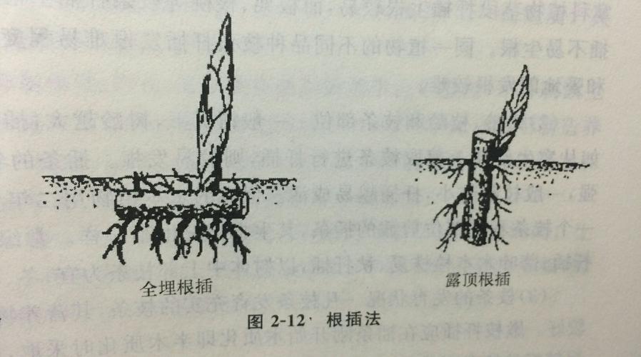 植物人工营养繁殖方法有哪些？-第2张图片-宁夏农业信息网