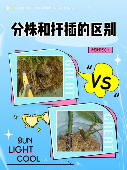 植物人工营养繁殖方法有哪些？-第3张图片-宁夏农业信息网