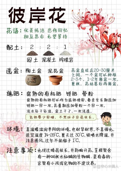 彼岸花冬天种植方法是什么？-第1张图片-宁夏农业信息网