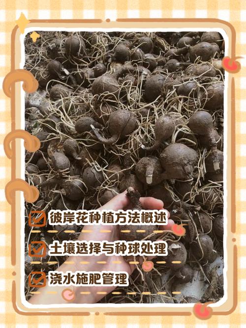 彼岸花冬天种植方法是什么？-第2张图片-宁夏农业信息网