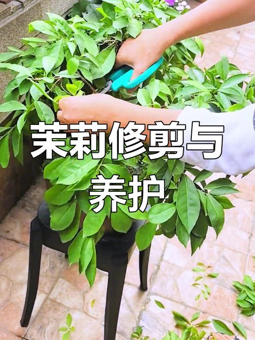 双层茉莉花怎么修剪？图片方法看这里！-第1张图片-宁夏农业信息网