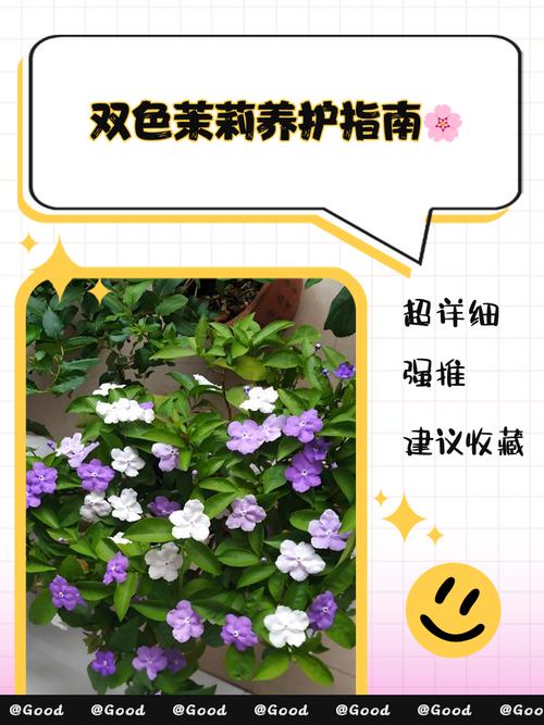 双层茉莉花怎么修剪?图片方法看这里!-第2张图片-宁夏农业信息网 双层茉莉花怎么修剪?图片方法看这里!-第2张图片-宁夏农业信息网