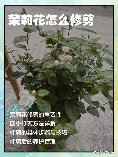 双层茉莉花怎么修剪?图片方法看这里!-第3张图片-宁夏农业信息网 双层茉莉花怎么修剪?图片方法看这里!-第3张图片-宁夏农业信息网