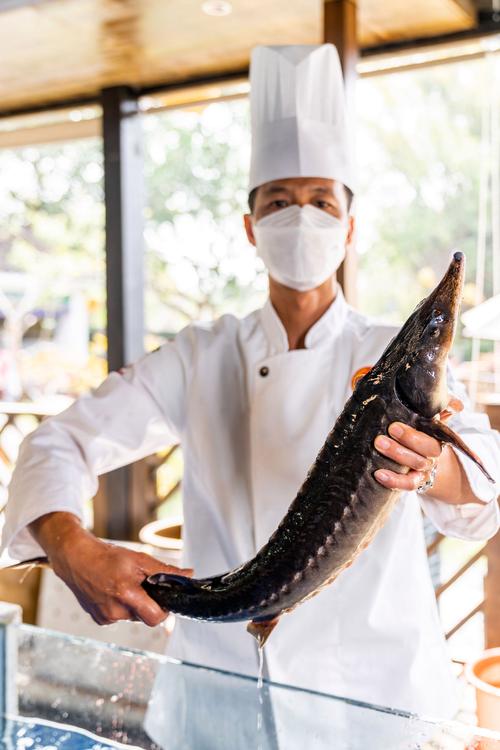 鲟鱼品种哪个最好？-第1张图片-宁夏农业信息网