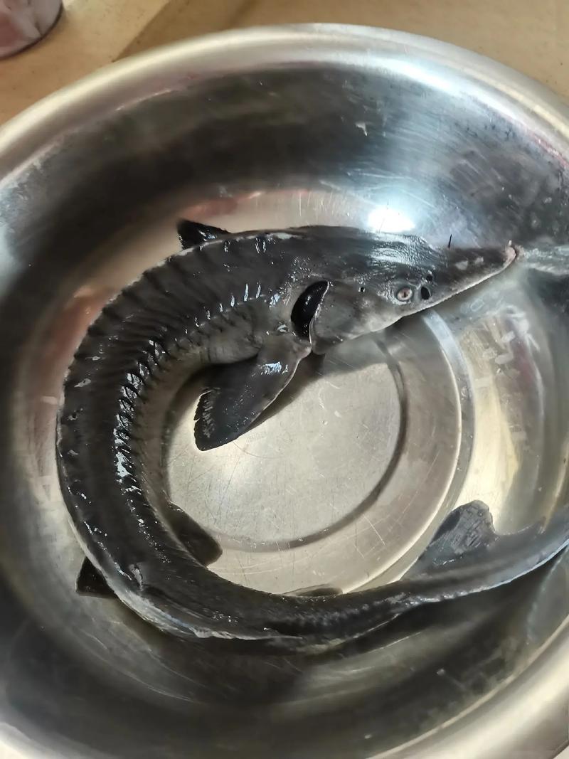 鲟鱼品种哪个最好？-第3张图片-宁夏农业信息网