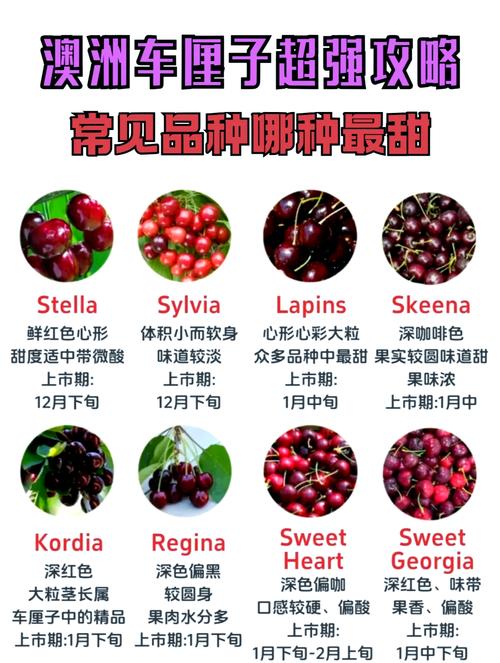 大樱桃有哪些品种？附大图看品种特征-第1张图片-宁夏农业信息网