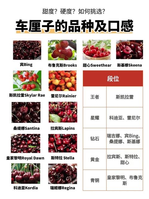 大樱桃有哪些品种？附大图看品种特征-第2张图片-宁夏农业信息网