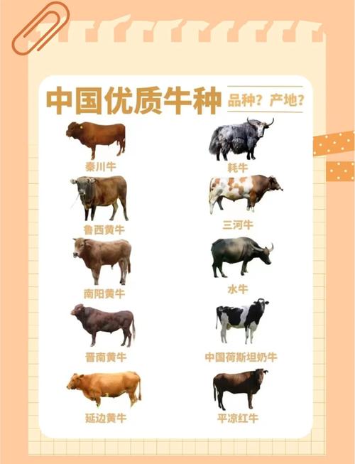牛品种杂交结果有何差异？-第2张图片-宁夏农业信息网