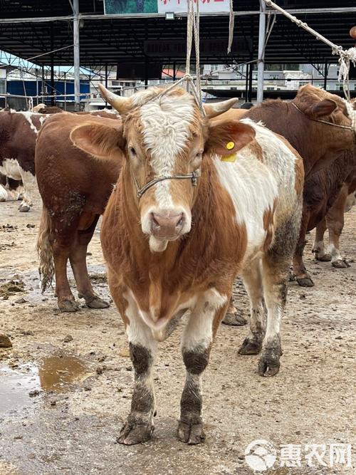 牛品种杂交结果有何差异？-第3张图片-宁夏农业信息网