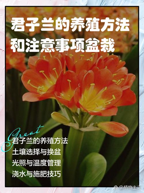 君子兰怎么养才好？注意啥？-第1张图片-宁夏农业信息网