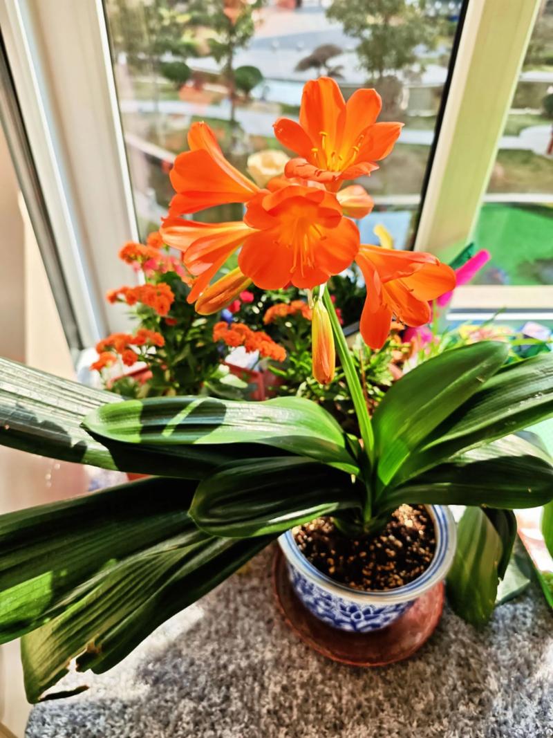 君子兰怎么养才好？注意啥？-第2张图片-宁夏农业信息网