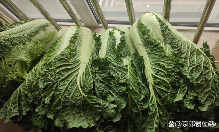 冬季种什么蔬菜最畅销？-第2张图片-宁夏农业信息网