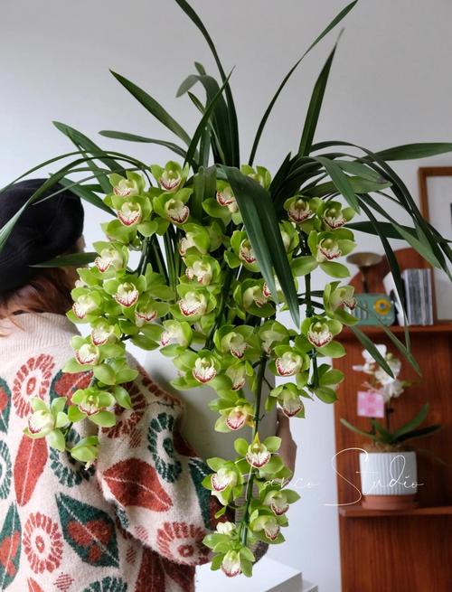 大花蕙兰怎么养才开花？-第1张图片-宁夏农业信息网