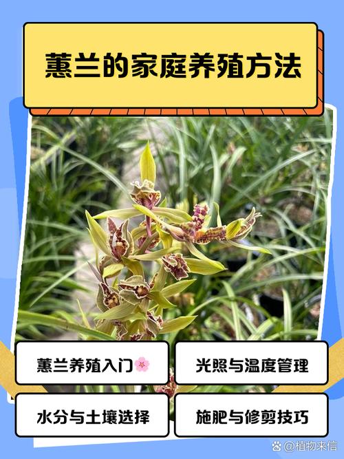 大花蕙兰怎么养才开花？-第3张图片-宁夏农业信息网