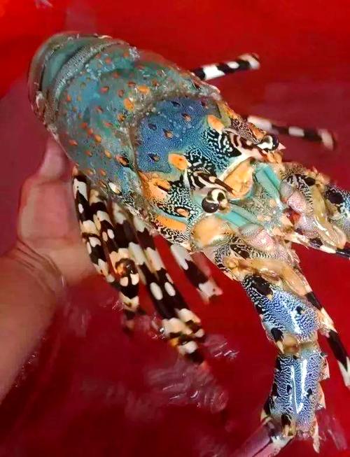 中国沿海龙虾品种有哪些？-第1张图片-宁夏农业信息网