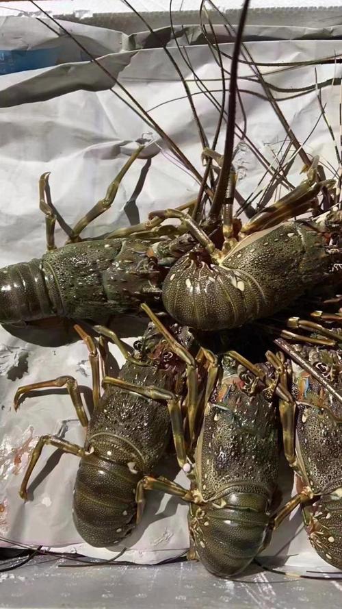 中国沿海龙虾品种有哪些？-第3张图片-宁夏农业信息网