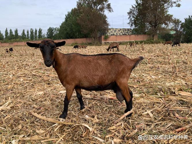 北方适合养殖的山羊品种有哪些？-第2张图片-宁夏农业信息网