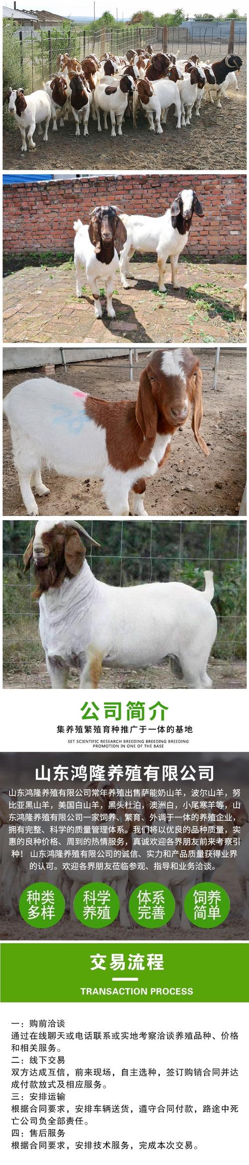 北方适合养殖的山羊品种有哪些？-第1张图片-宁夏农业信息网